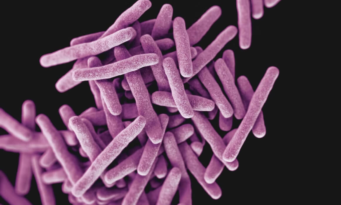 bacterias intestino xevi verdaguer adn
